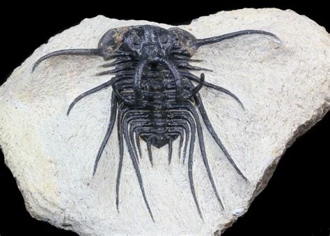 trilobite fossil for sale